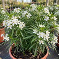Choisya ‘White Dazzler’ — Evergreen Shrub, Bee-Friendly, 3L Pot