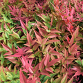 Nandina ‘Obsessed’ — Hardy Shrub, 3L Pot