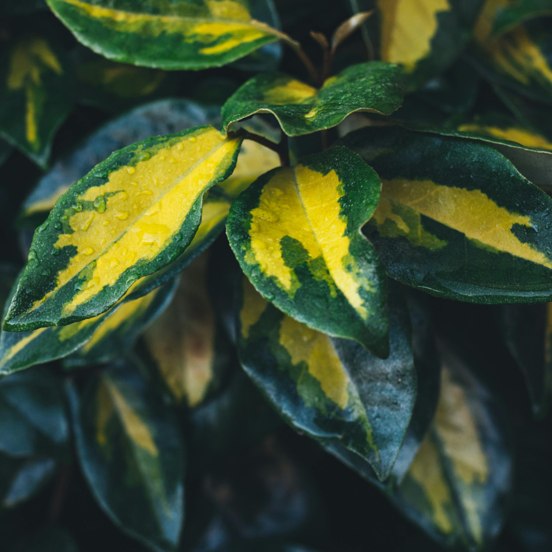 Elaeagnus ‘Ebbingei Maryline’ — Hardy Perennial, 3L Pot