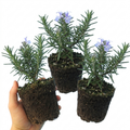 Salvia ‘Blue Winter’ — Hardy Evergreen Shrub / Perennial Herb, Bee-Friendly, 1L Pot (Set of 3 or 6)