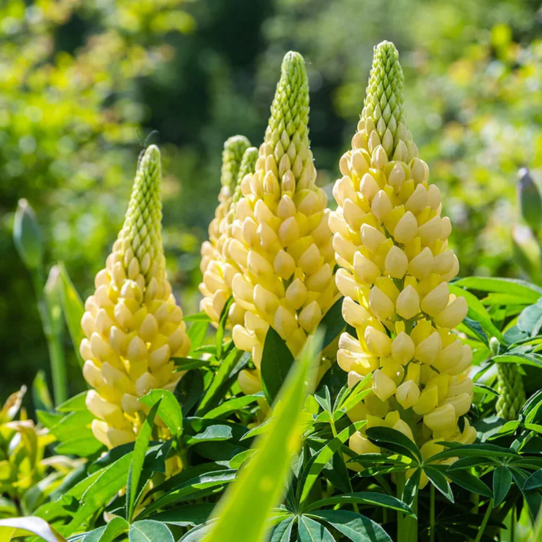 Lupin ‘Legendary Yellow Shades’ — Hardy Perennial, Bee-Friendly, 2L Pot