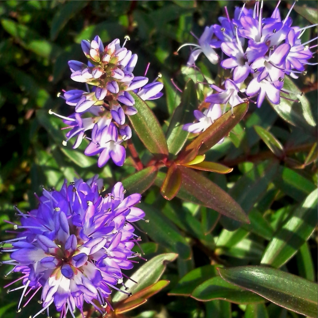 Hebe ‘Mrs Winder’ — Hardy Shrub, 2L Pot