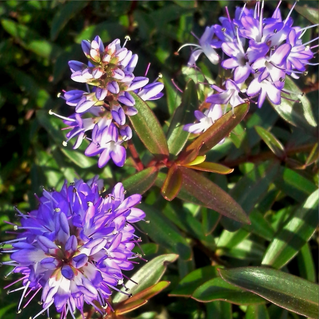 Hebe ‘Mrs Winder’ — Hardy Shrub, 2L Pot