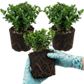 Euonymus ‘Microphyllus’ — Evergreen Shrub, 1L Pot (Set of 3 or 6)
