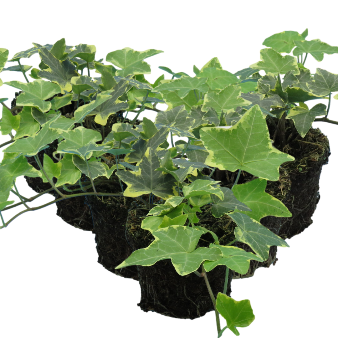 Hedera ‘Gold’ — Hardy Evergreen Climber / Ground Cover, Bee-Friendly, 10.5cm Pot (Set of 3 or 6)