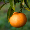 Mini Clementine Tree (Citrus × clementina) — Tender Evergreen Fruit Tree, 15cm Pot