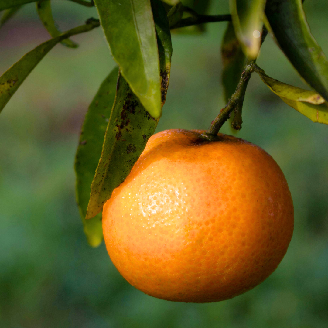 Mini Clementine Tree (Citrus × clementina) — Tender Evergreen Fruit Tree, 15cm Pot