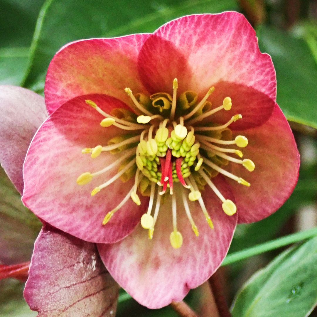Hellebore ‘Frostkiss Penny's Pink’ — Hardy Perennial, Bee-Friendly, 2L Pot