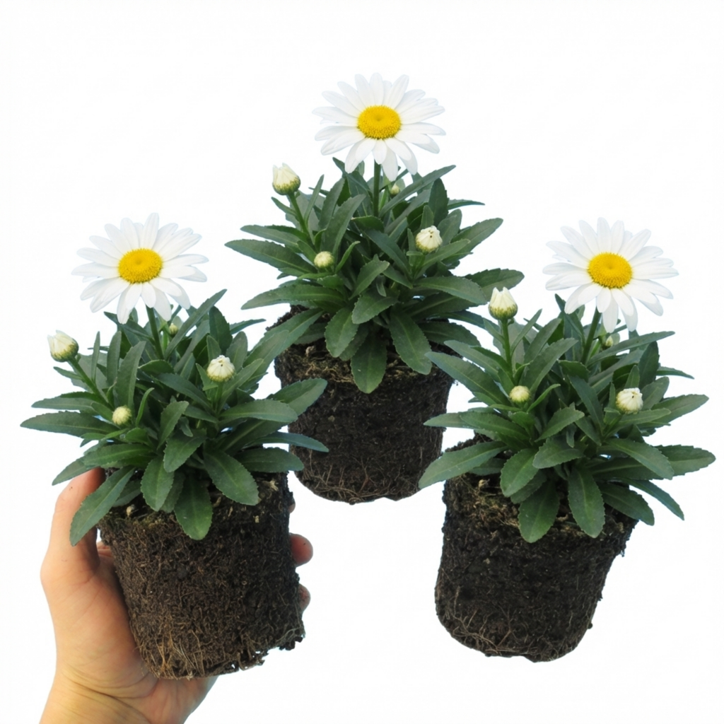 Leucanthemum ‘Madonna White Shasta Daisy’ — Herbaceous Perennial, Bee-Friendly, 11cm Pot (Set of 3 or 6)