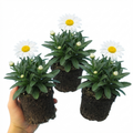 Leucanthemum ‘Madonna White Shasta Daisy’ — Herbaceous Perennial, Bee-Friendly, 11cm Pot (Set of 3 or 6)
