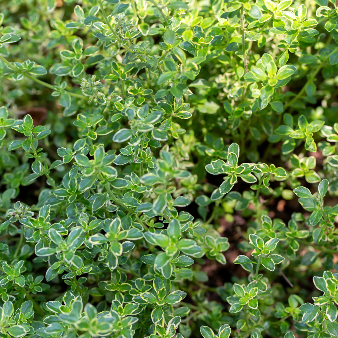 Thyme ‘Lemon Variegated’ — Edible Plant, 1L Pot