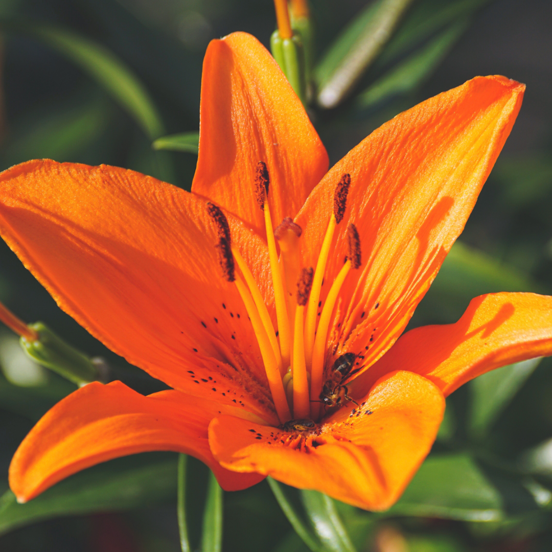 Lilium ‘Orange’ — Hardy Bulb, Bee-Friendly, 1L Pot (Set of 3 or 6)