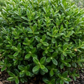 Hebe ‘Emerald Gem’ — Evergreen Shrub, Bee-Friendly, 2L Pot