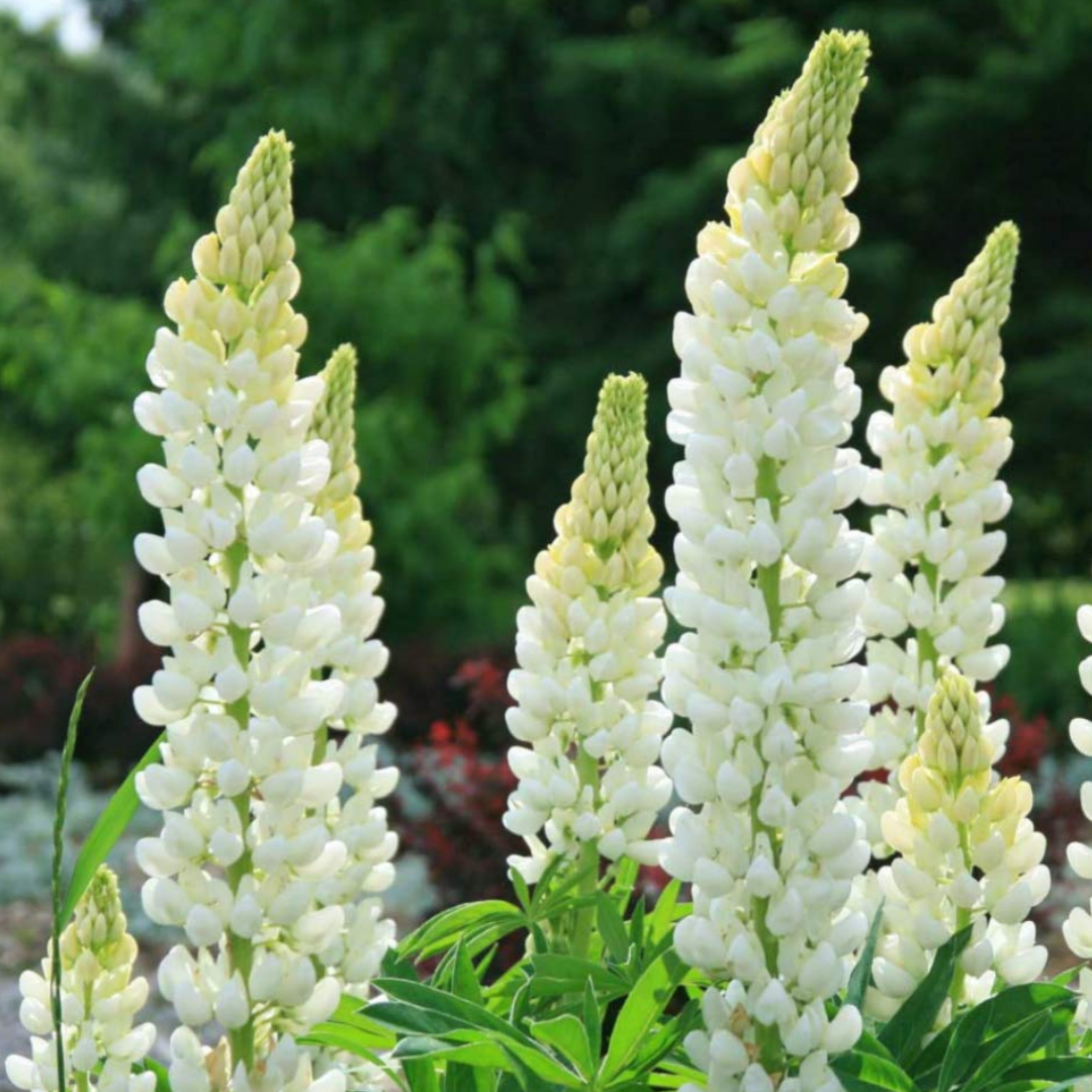 Lupin ‘Legendary White Shades’ — Hardy Perennial, Bee-Friendly, 2L Pot