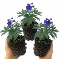Delphinium ‘Pacific Giants Black Knight’ — Hardy Perennial, Bee-Friendly, 1L Pot (Set of 3 or 6)