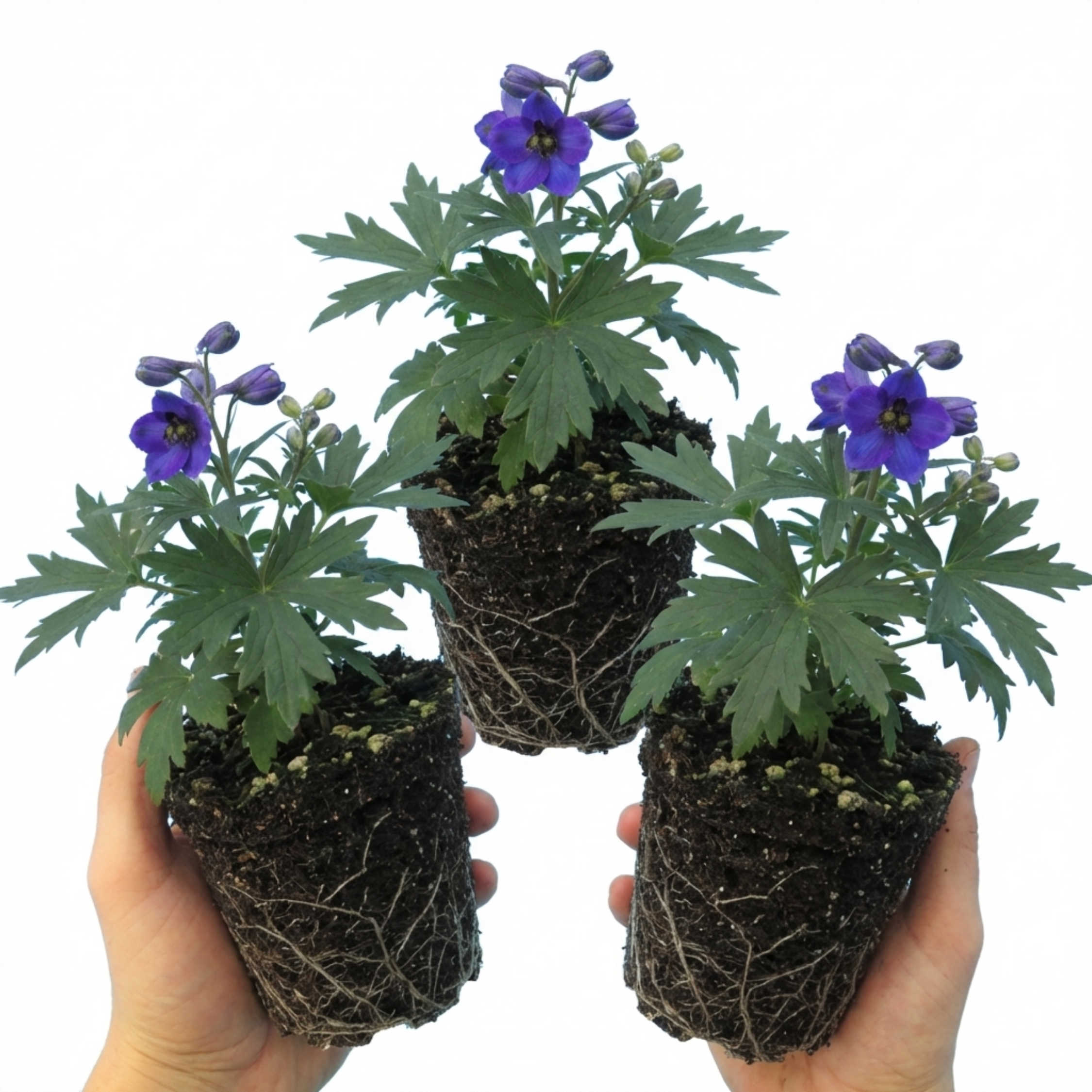 Delphinium ‘Pacific Giants Black Knight’ — Hardy Perennial, Bee-Friendly, 1L Pot (Set of 3 or 6)