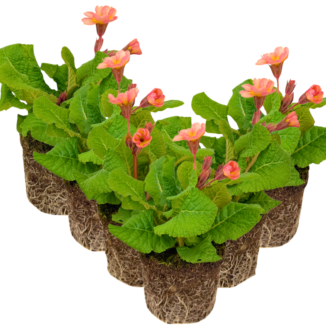 Polyanthus ‘Stella Champagne’ — Hardy Perennial, 1L Pot