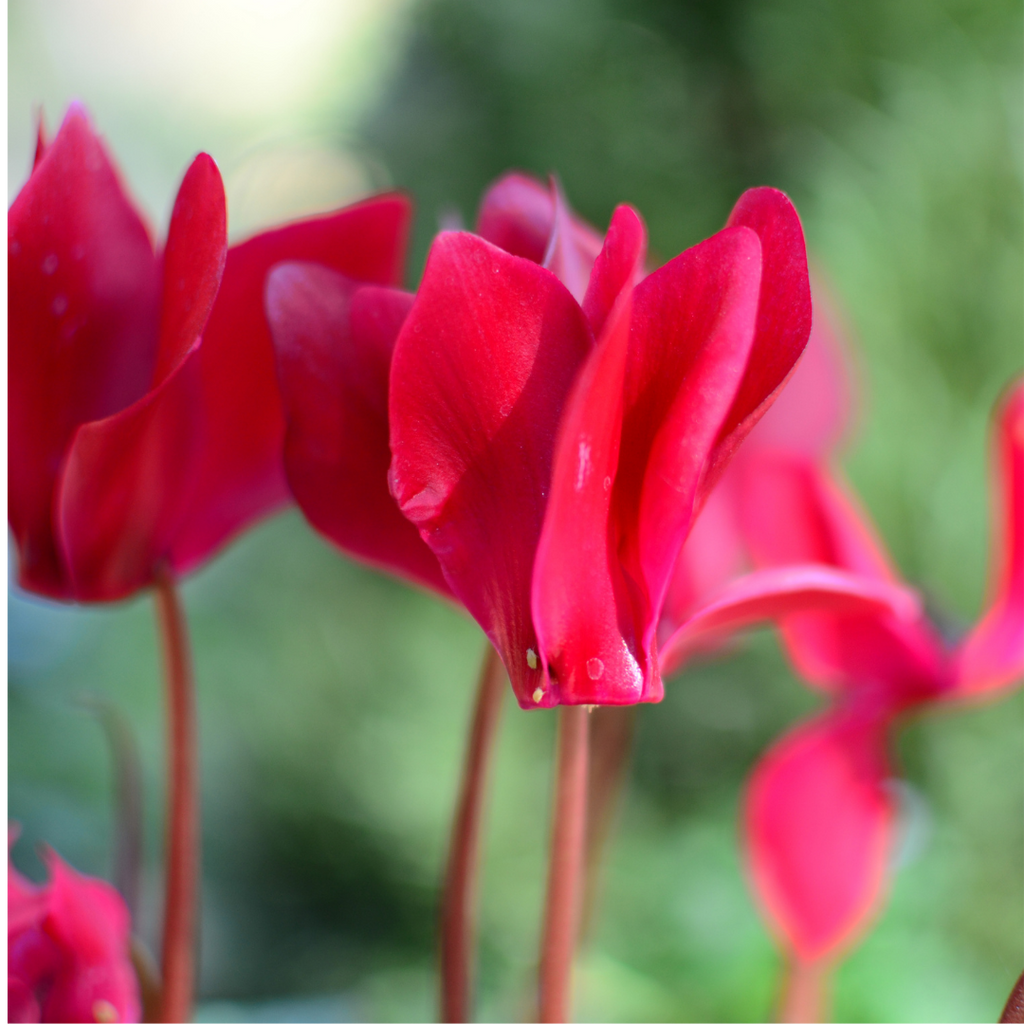 Cyclamen ‘Metis Decora Salmon’ — Tender Pot Plant (perennial in mild climates), 10.5cm Pot (Set of 3 or 6)
