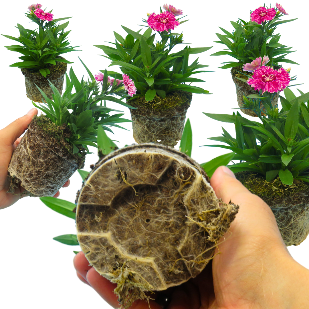 Dianthus ‘Festival White Flame’ — Hardy Short-Lived Perennial (often grown as biennial), Bee-Friendly, 10.5cm Pot (Set of 3 or 6)