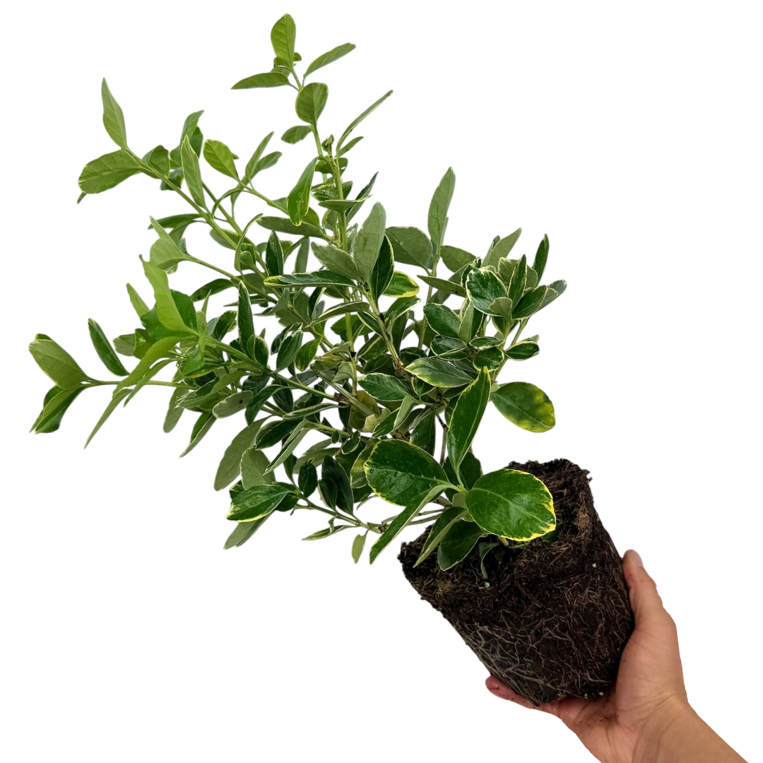 Euonymus ‘Bravo’ — Hardy Shrub, 2L Pot