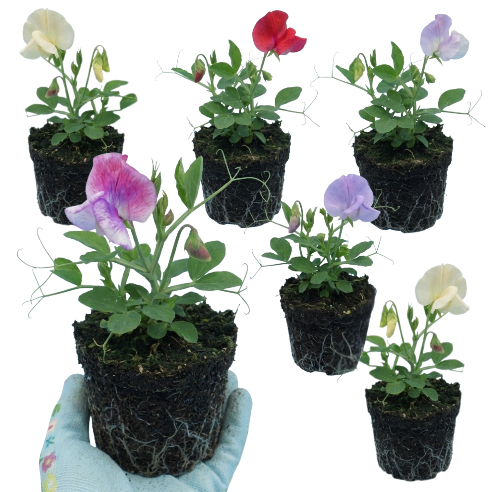 Lathyrus ‘Mammoth’ — Hardy Annual Climber, Bee-Friendly, 10.5cm Pot (Set of 3 or 6)