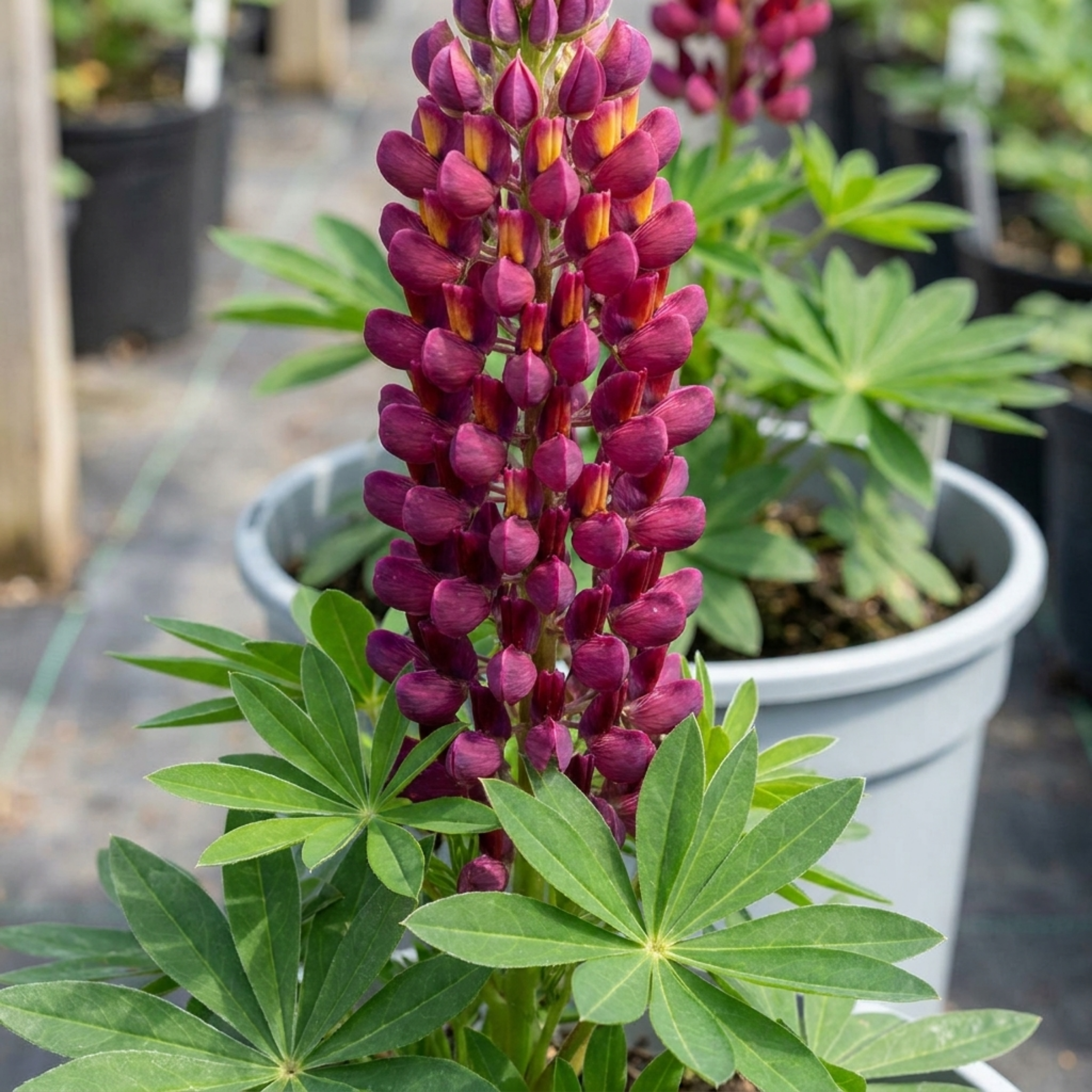 Lupin ‘Masterpiece’ — Hardy Perennial, Bee-Friendly, 3L Pot