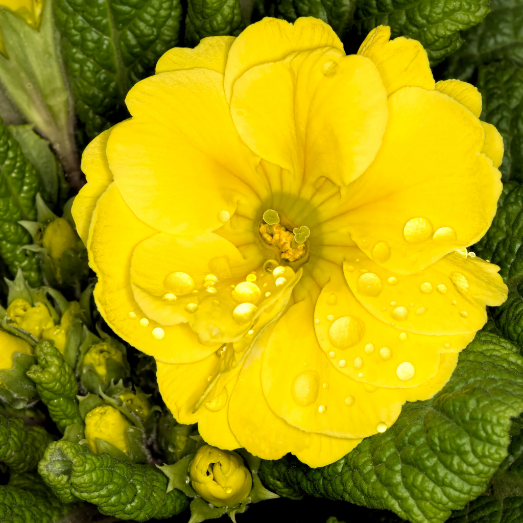 Polyanthus ‘Yellow’ — Hardy Perennial, Bee-Friendly, 10.5cm Pot (Set of 3 or 6)