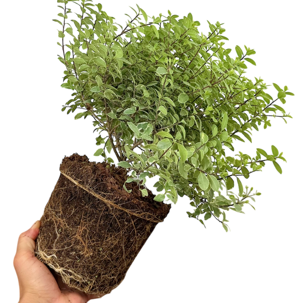 Pittosporum ‘Silver Ball’ — Hardy Shrub, 3L Pot
