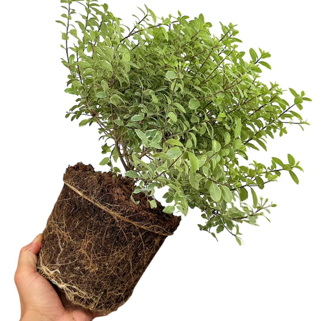 Pittosporum ‘Silver Ball’ — Hardy Shrub, 3L Pot