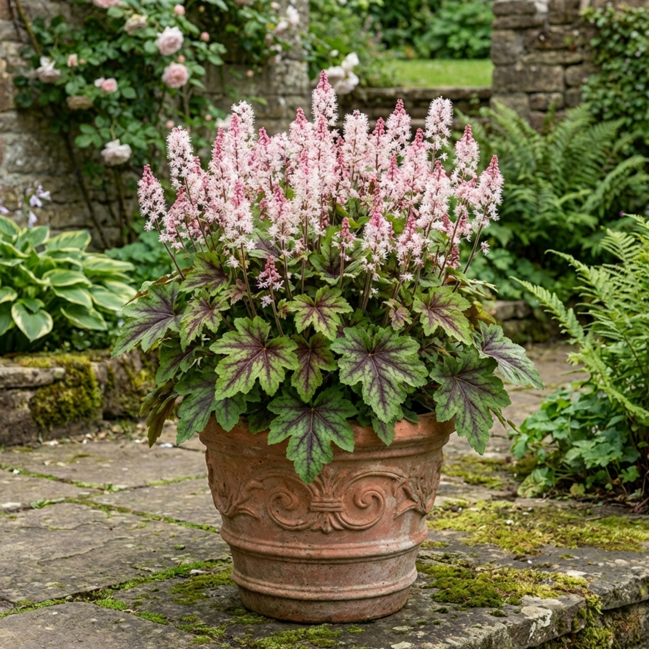Tiarella ‘Sugar and Spice Foam’ — Hardy Perennial (semi-evergreen), Bee-Friendly, 2L Pot