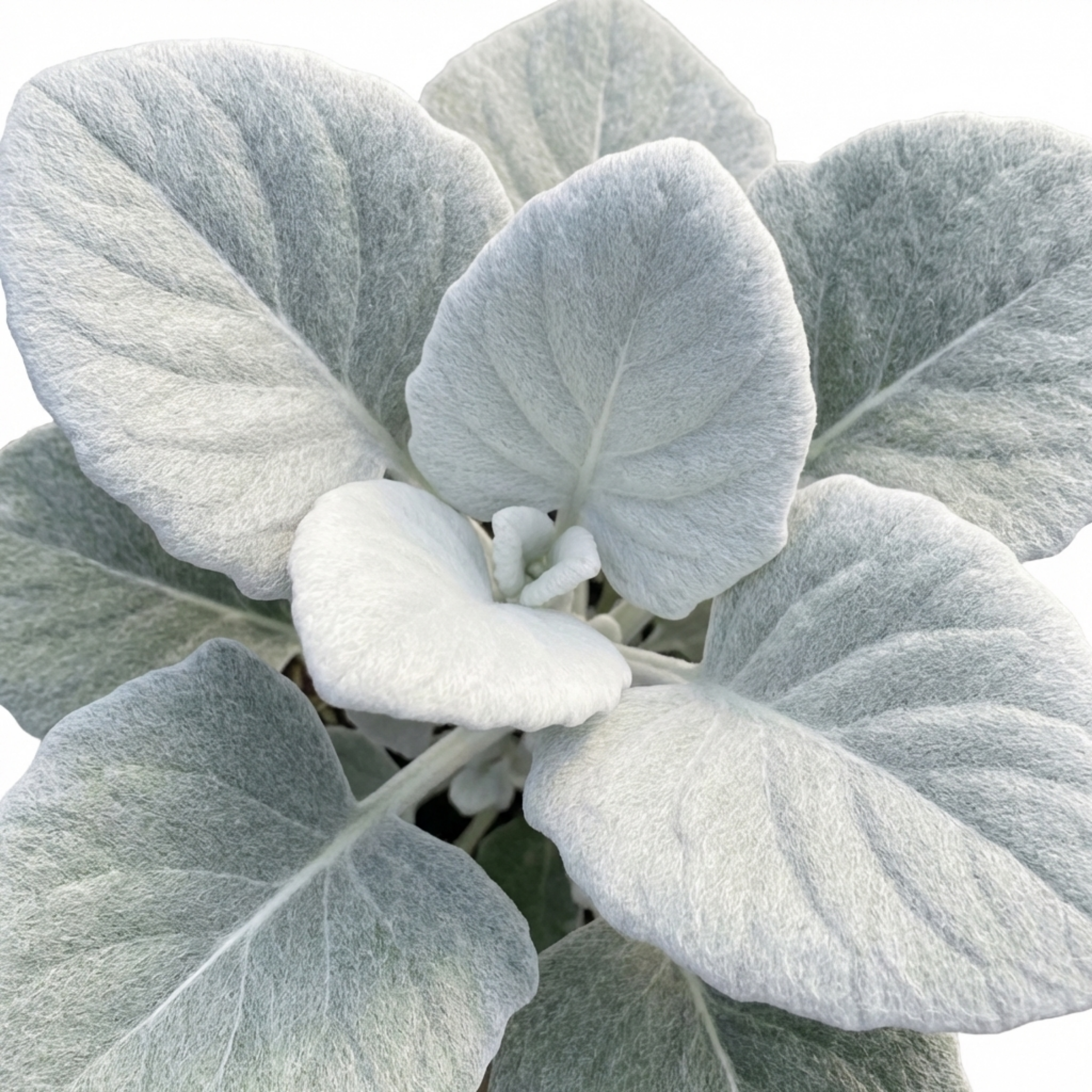 Senecio ‘Angel Wings’ — Evergreen Perennial, 2L Pot