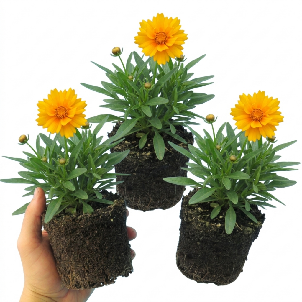 Coreopsis ‘Early Sunrise’ — Herbaceous Perennial, Bee-Friendly, 1L Pot (Set of 3 or 6)