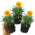 Coreopsis ‘Early Sunrise’ — Herbaceous Perennial, Bee-Friendly, 1L Pot (Set of 3 or 6)