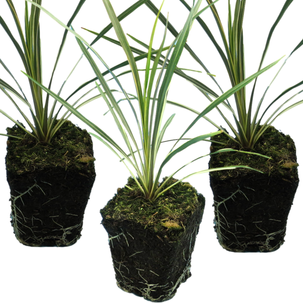 Cordyline ‘Torbay Dazzler’ — Evergreen Architectural Shrub, 1L Pot (Set of 3 or 6)