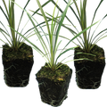 Cordyline ‘Torbay Dazzler’ — Evergreen Architectural Shrub, 1L Pot (Set of 3 or 6)