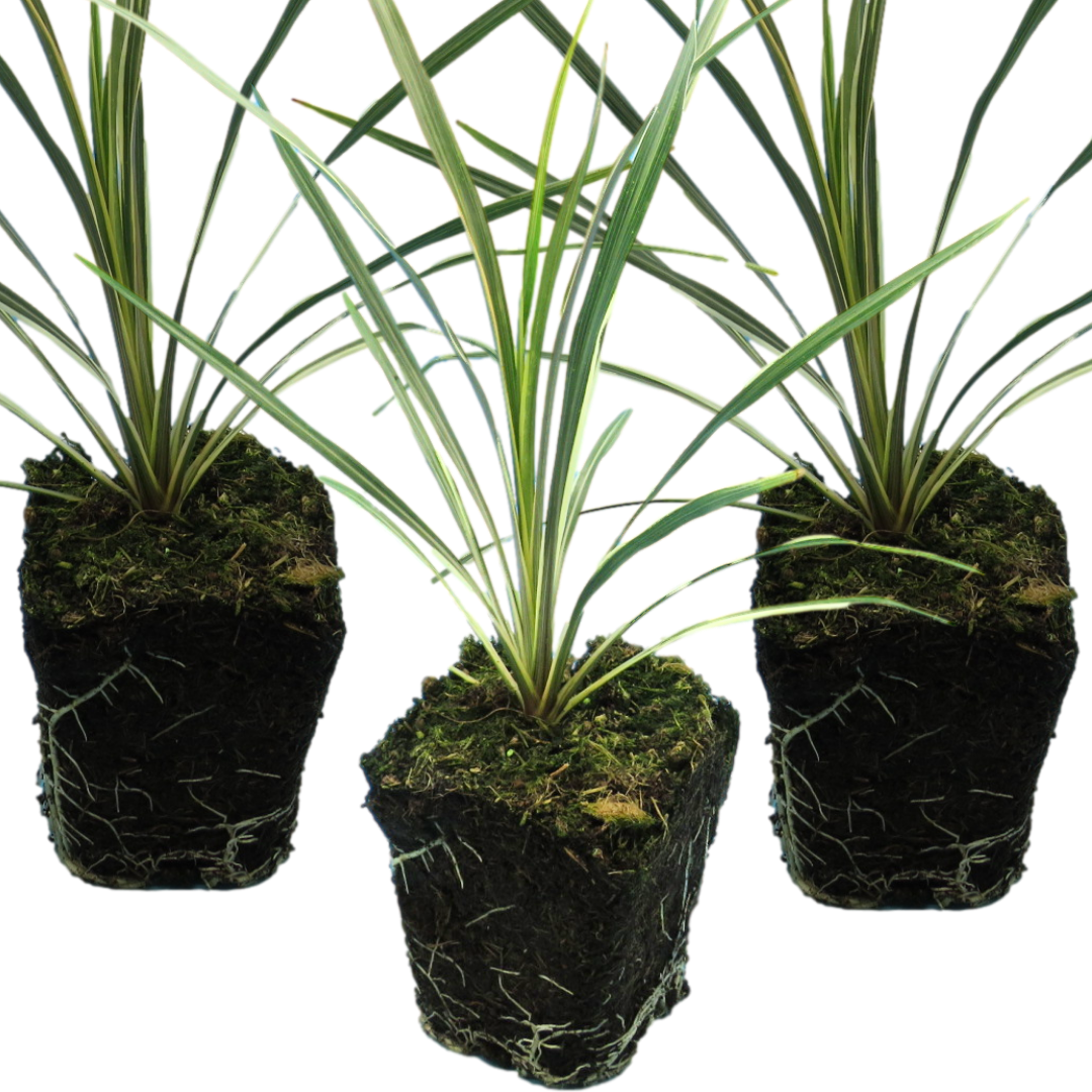 Cordyline ‘Torbay Dazzler’ — Evergreen Architectural Shrub, 1L Pot (Set of 3 or 6)