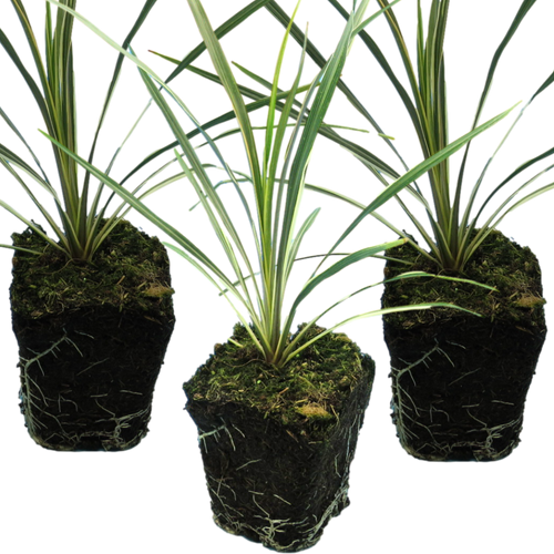 Cordyline ‘Torbay Dazzler’ — Evergreen Architectural Shrub, 1L Pot (Set of 3 or 6)