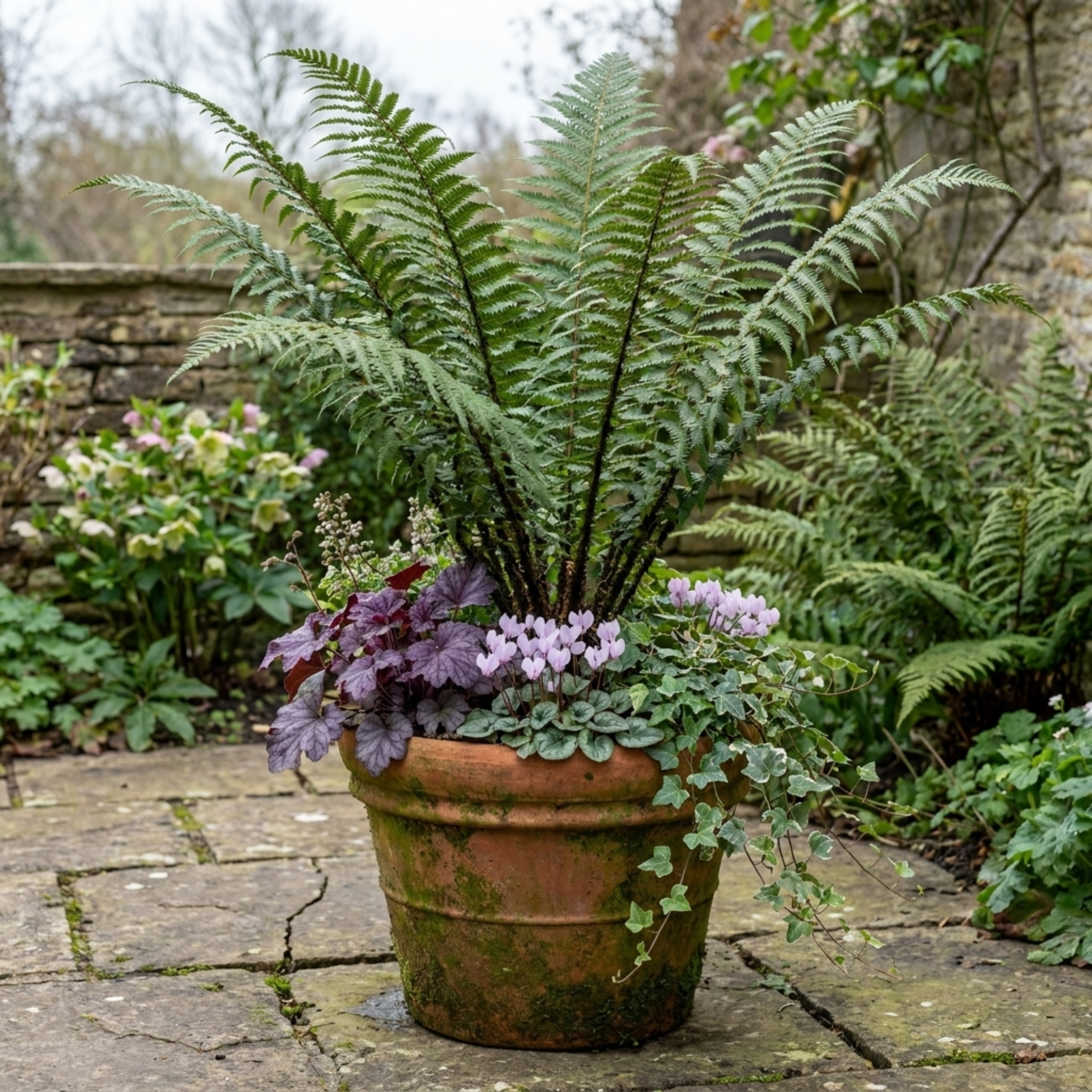 Dryopteris atrata — Shield Fern, Hardy Evergreen, 1L Pot (Set of 6)