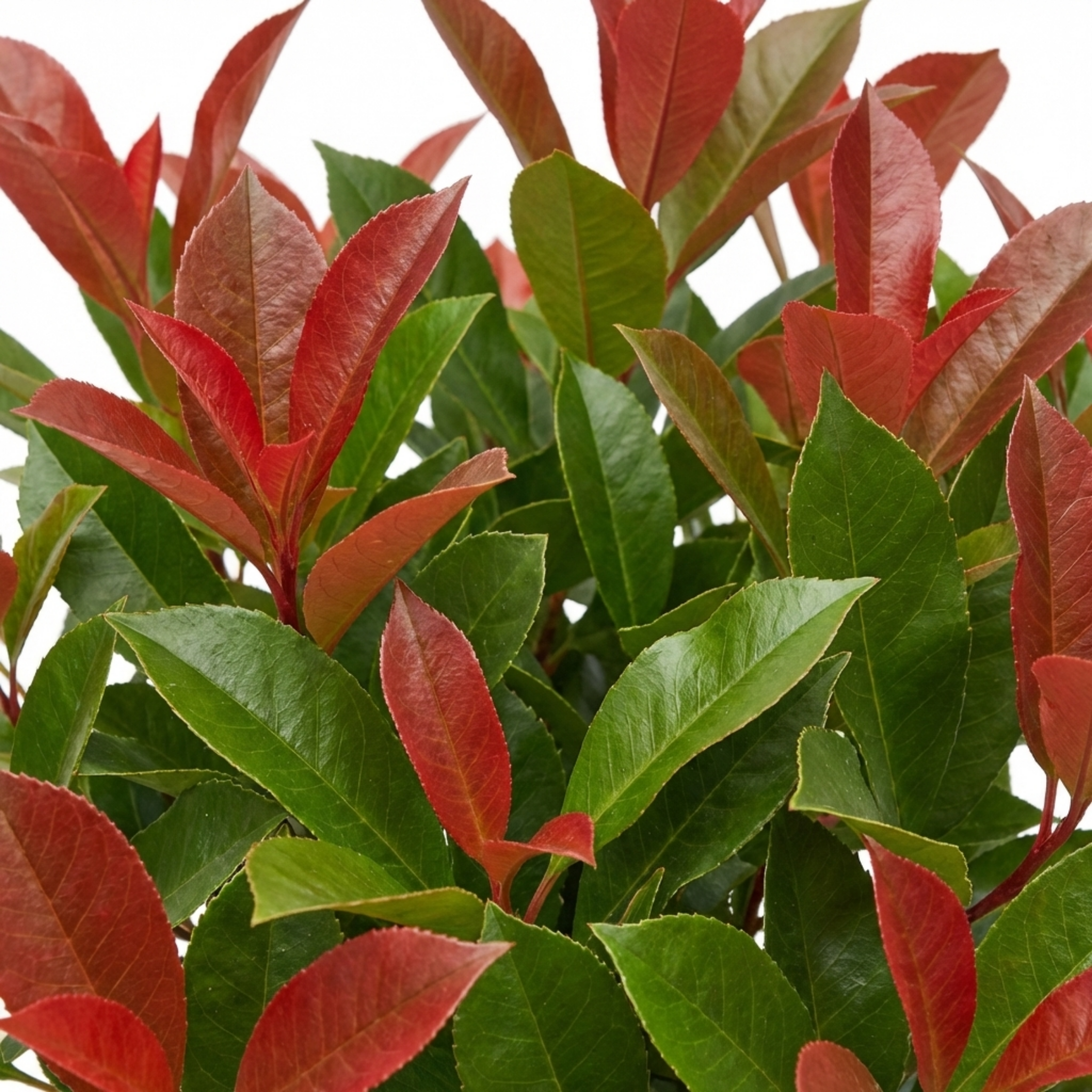 Photinia ‘Magical Volcano’ — Evergreen Shrub, 3L Pot