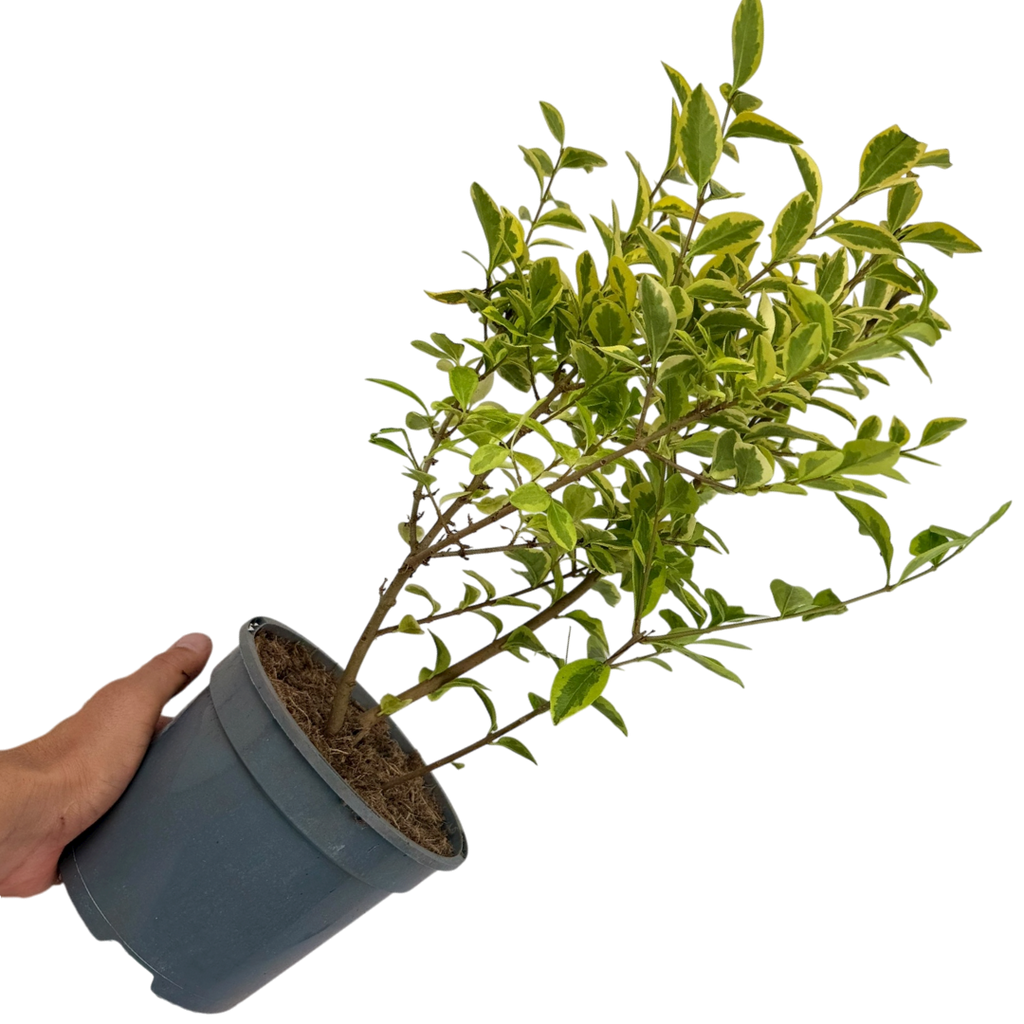 Ligustrum ‘Aureum’ — Hardy Perennial, 2L Pot