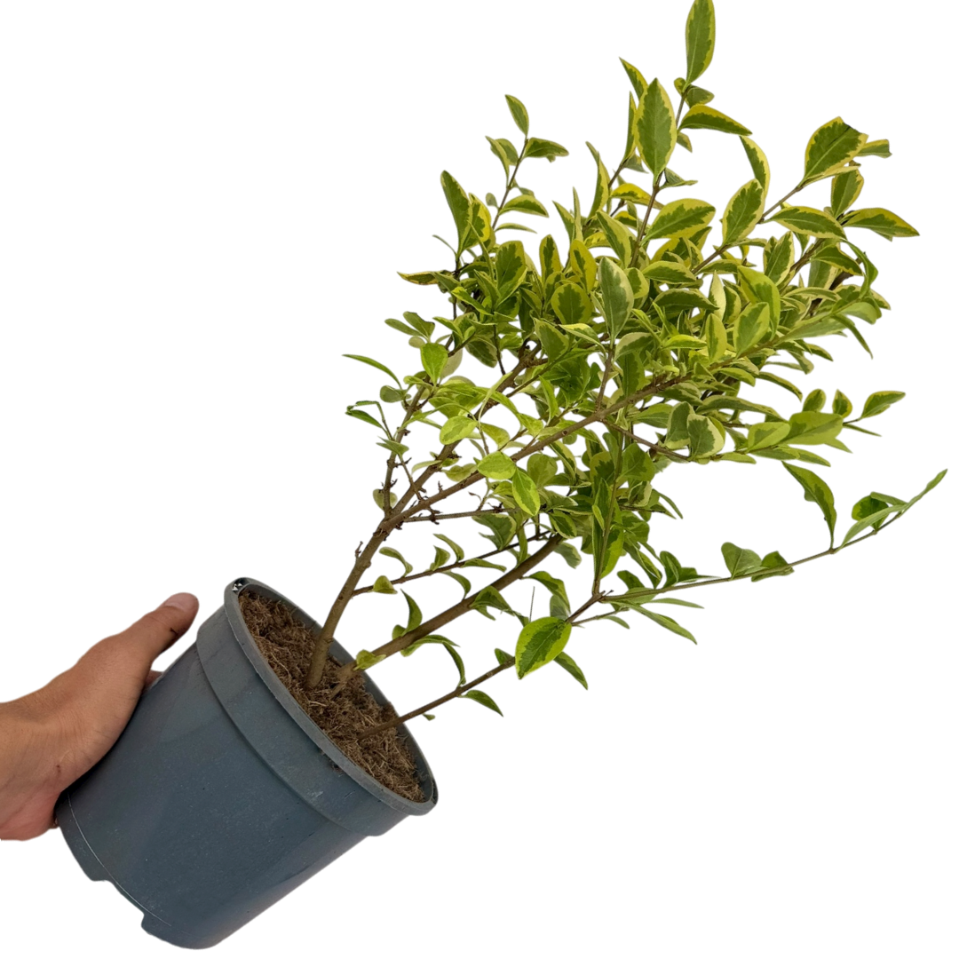 Ligustrum ‘Aureum’ — Hardy Perennial, 2L Pot