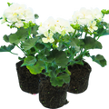 Pelargonium ‘Erika’ — Tender Perennial (grown as bedding), Bee-Friendly, 10.5cm Pot (Set of 3 or 6)