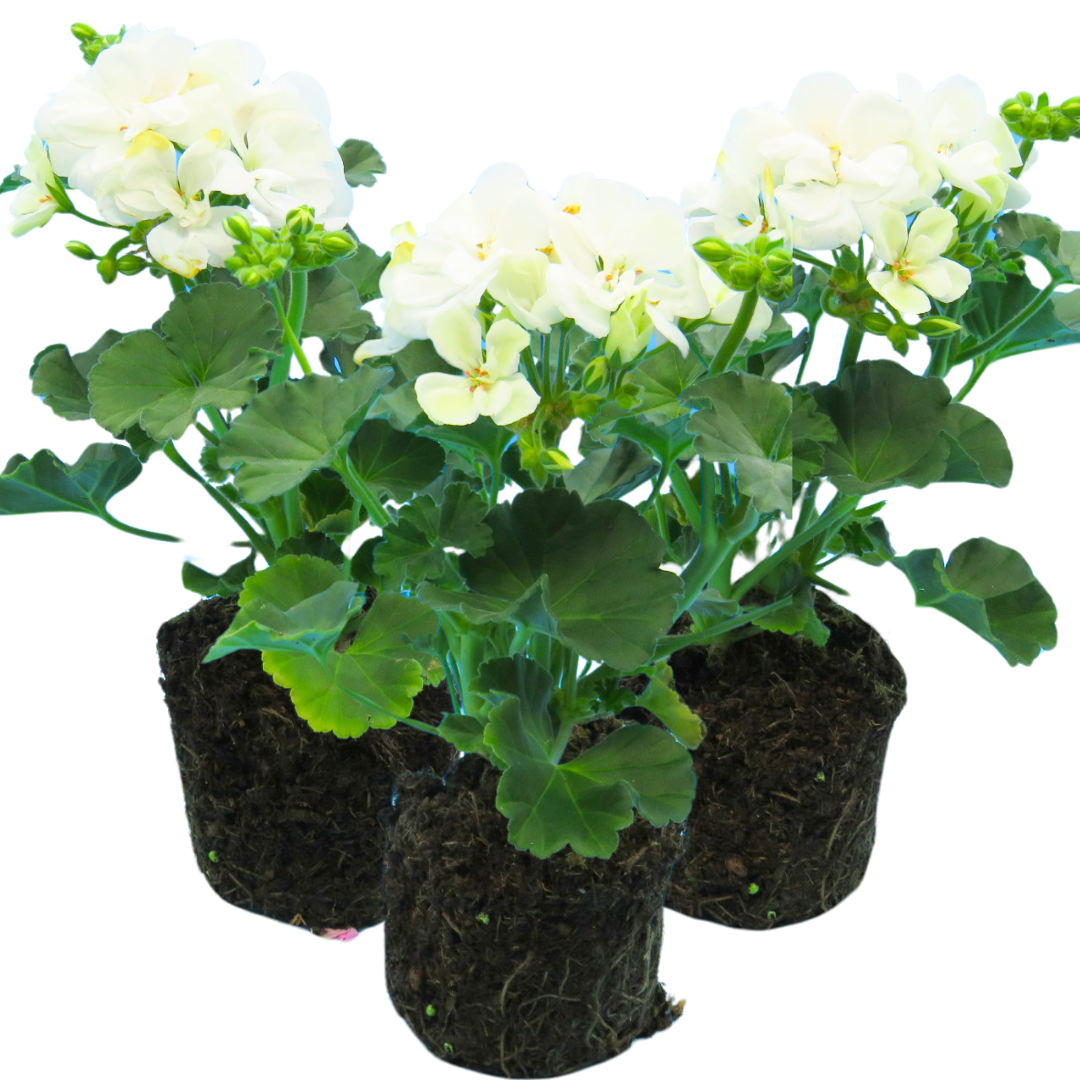 Pelargonium ‘Erika’ — Tender Perennial (grown as bedding), Bee-Friendly, 10.5cm Pot (Set of 3 or 6)