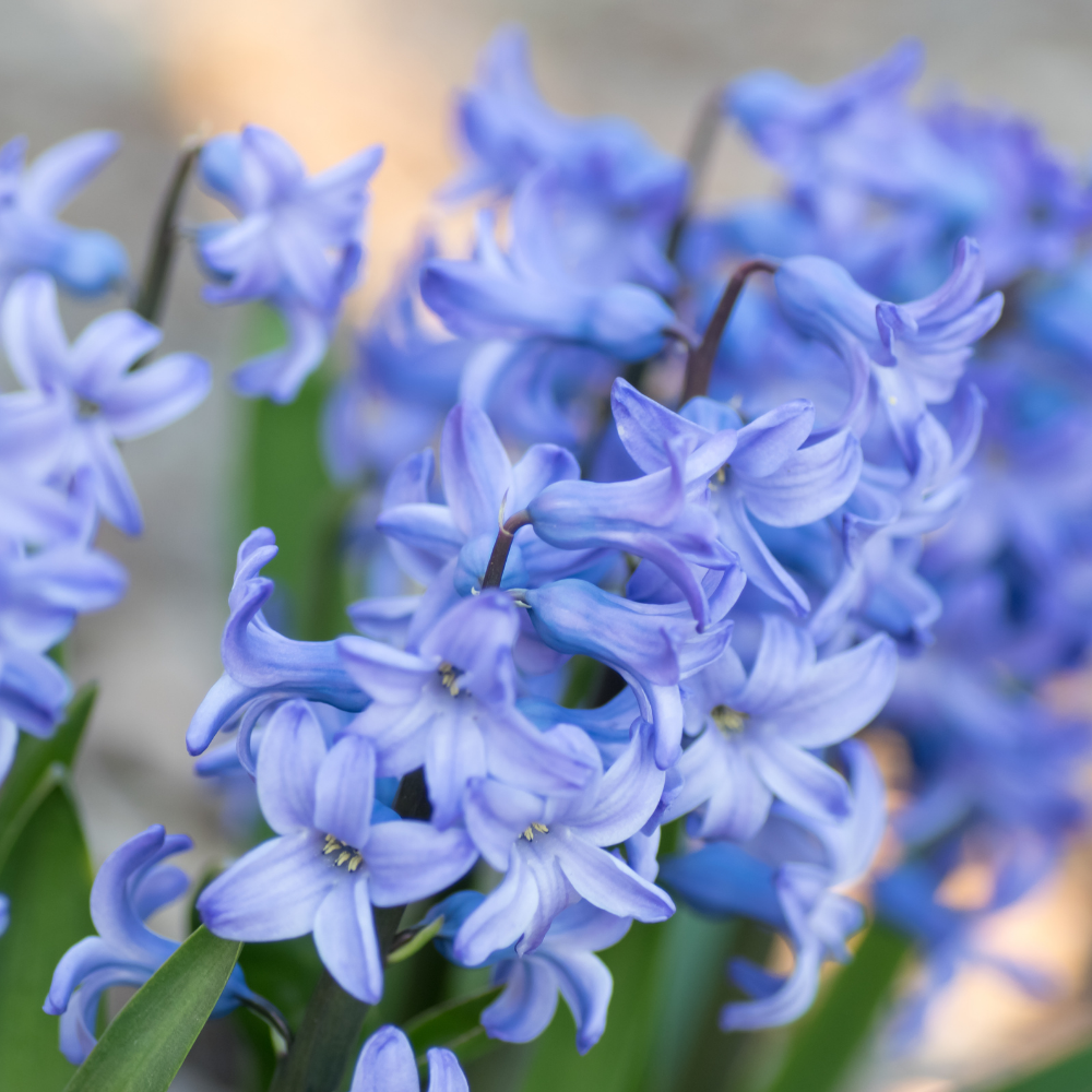 Hyacinth 'Light Blue' — Hardy Bulb, Bee-Friendly, 1L Pot (3 bulbs per pot, Set of 3)