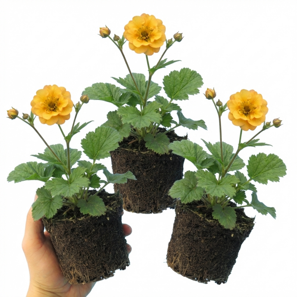 Geum ‘Lady Stratheden’ — Hardy Herbaceous Perennial, Bee-Friendly, 1L Pot (Set of 3 or 6)