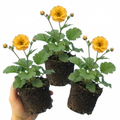 Geum ‘Lady Stratheden’ — Hardy Herbaceous Perennial, Bee-Friendly, 1L Pot (Set of 3 or 6)