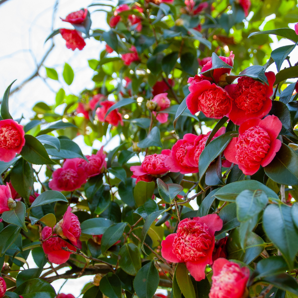 Camellia ‘Red’ — Hardy Shrub, 3L Pot