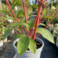 Cornus ‘Alba Sibirica Red Stemmed Dogwood’ — Deciduous Shrub, Bee-Friendly, 3L Pot