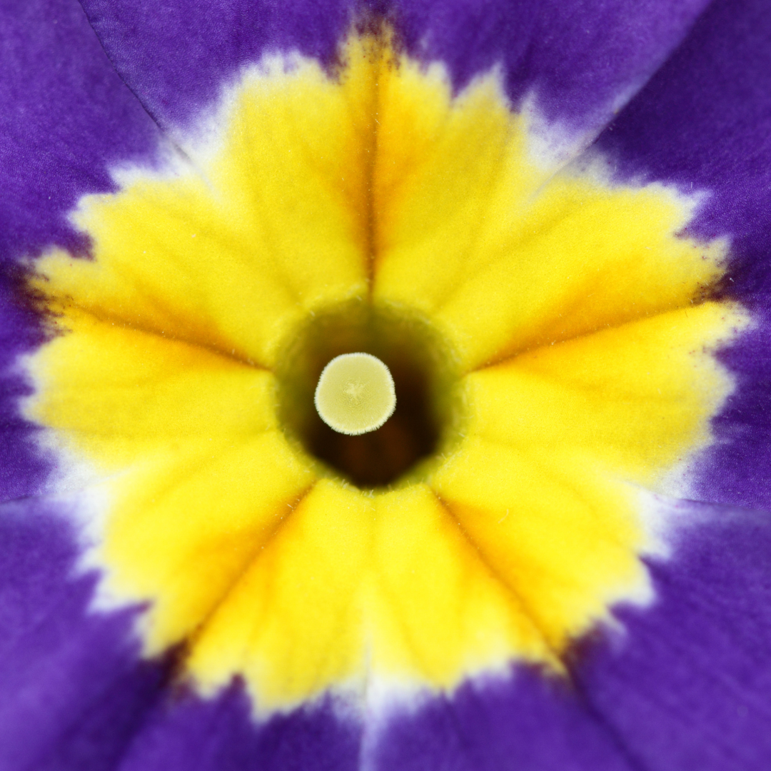 Polyanthus ‘Blue’ — Hardy Perennial, Bee-Friendly, 10.5cm Pot