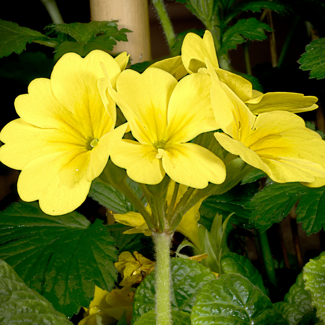 Primrose ‘Cream’ — Hardy Perennial, 10.5cm Pot